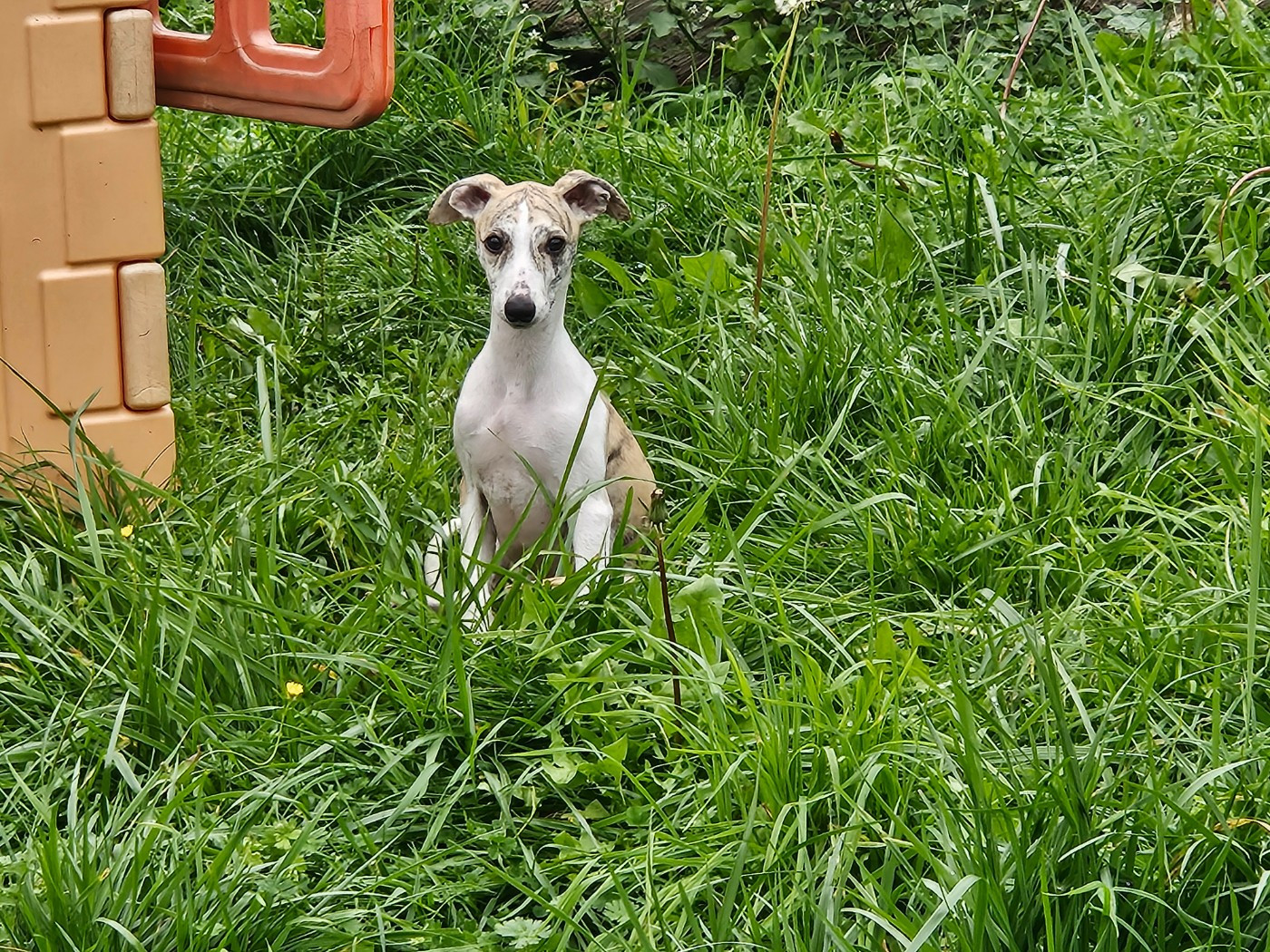 ALTHÉNA STAR ALLIGNED