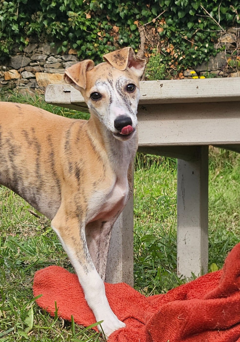 ALRAKIS STAR ALLIGNED