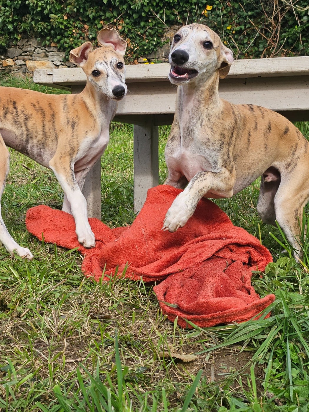 ANTARÈS STAR ALLIGNED