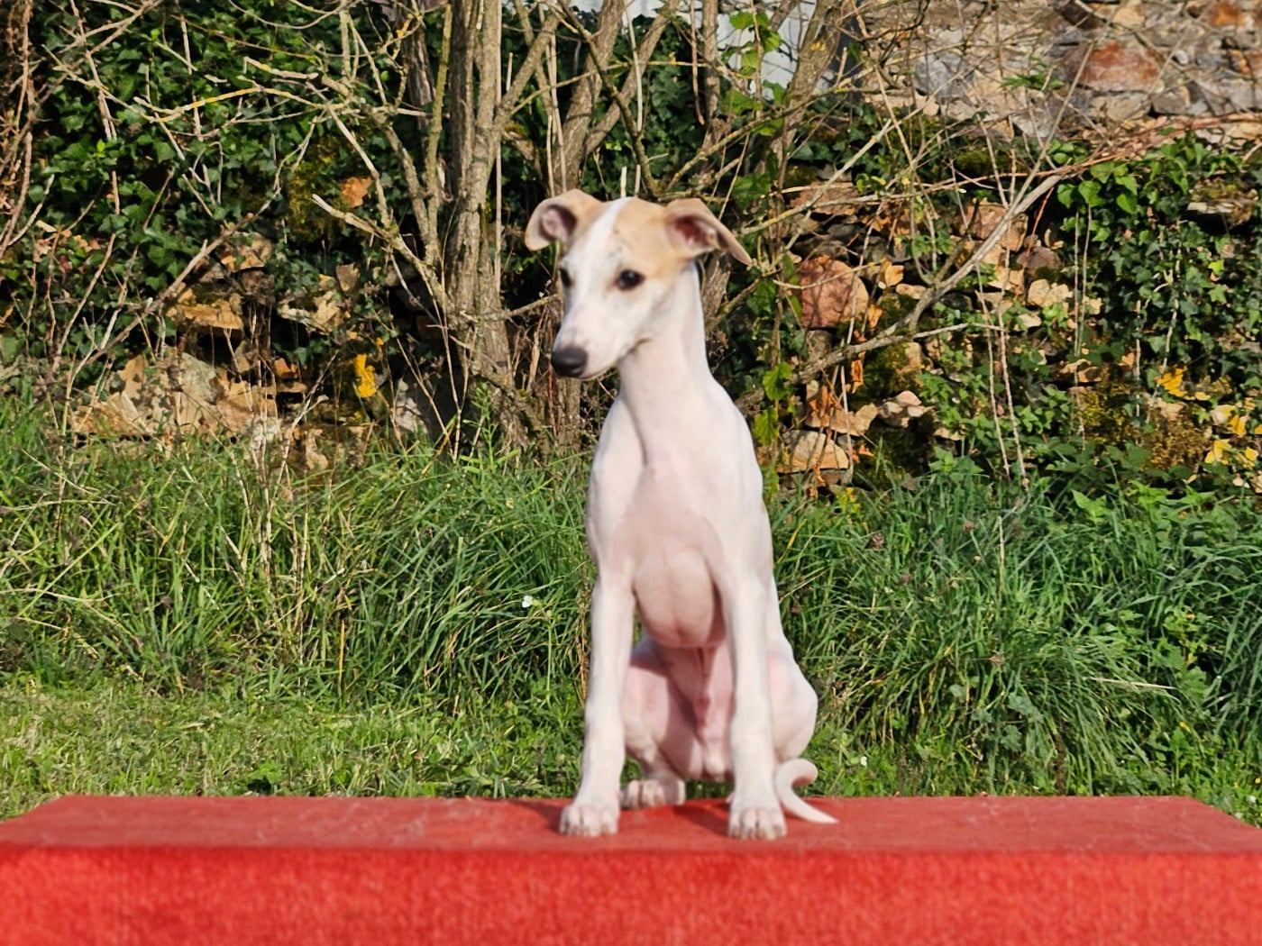 ALTAÏR STAR ALLIGNED