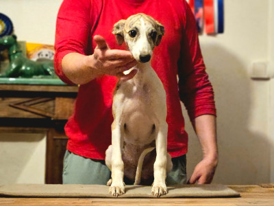 Les chiots de Whippet