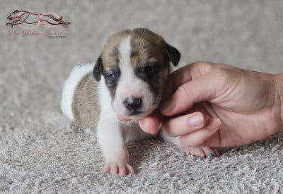 Les chiots de Levrier hongrois