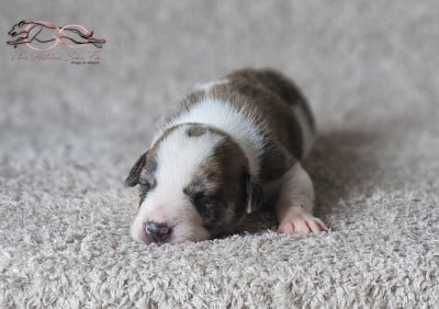 Les chiots de Levrier hongrois