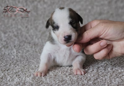 Les chiots de Levrier hongrois