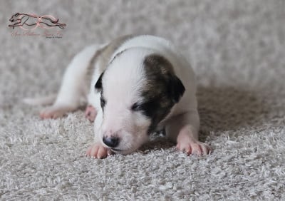 Les chiots de Levrier hongrois
