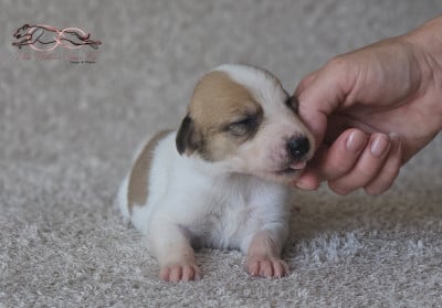 Les chiots de Levrier hongrois
