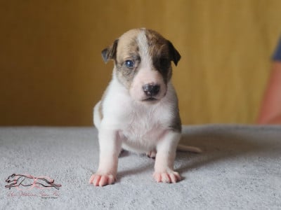 Les chiots de Levrier hongrois