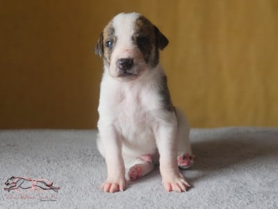 Les chiots de Levrier hongrois