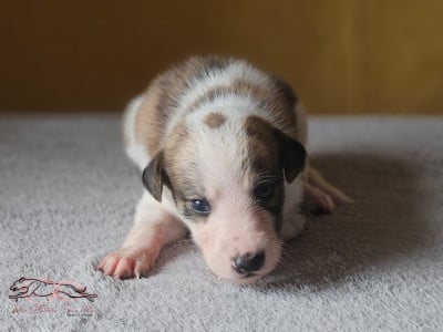 Les chiots de Levrier hongrois