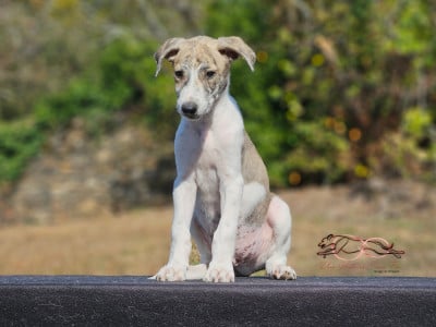 Les chiots de Levrier hongrois