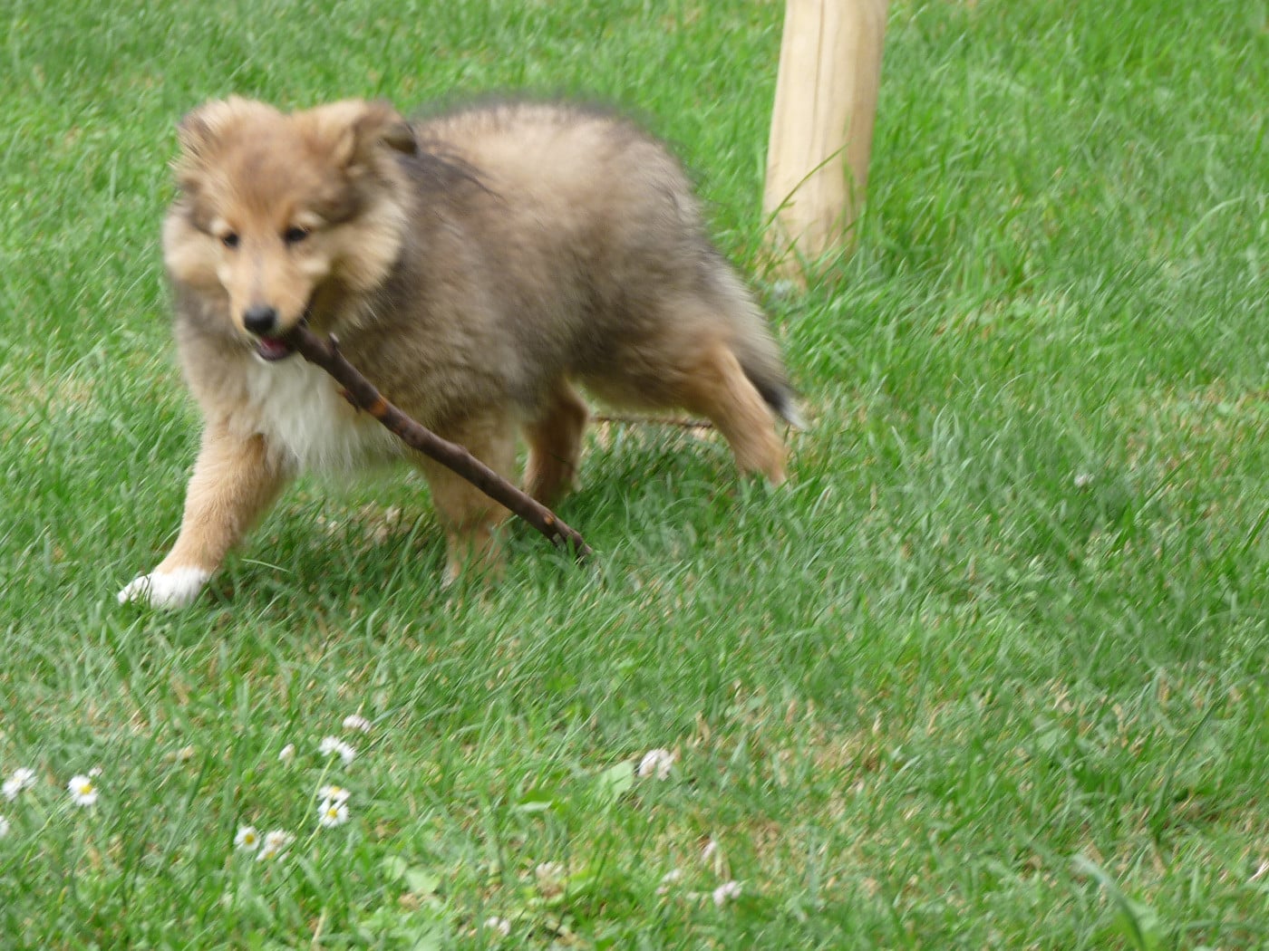 Shima Des Shelties De Gaia