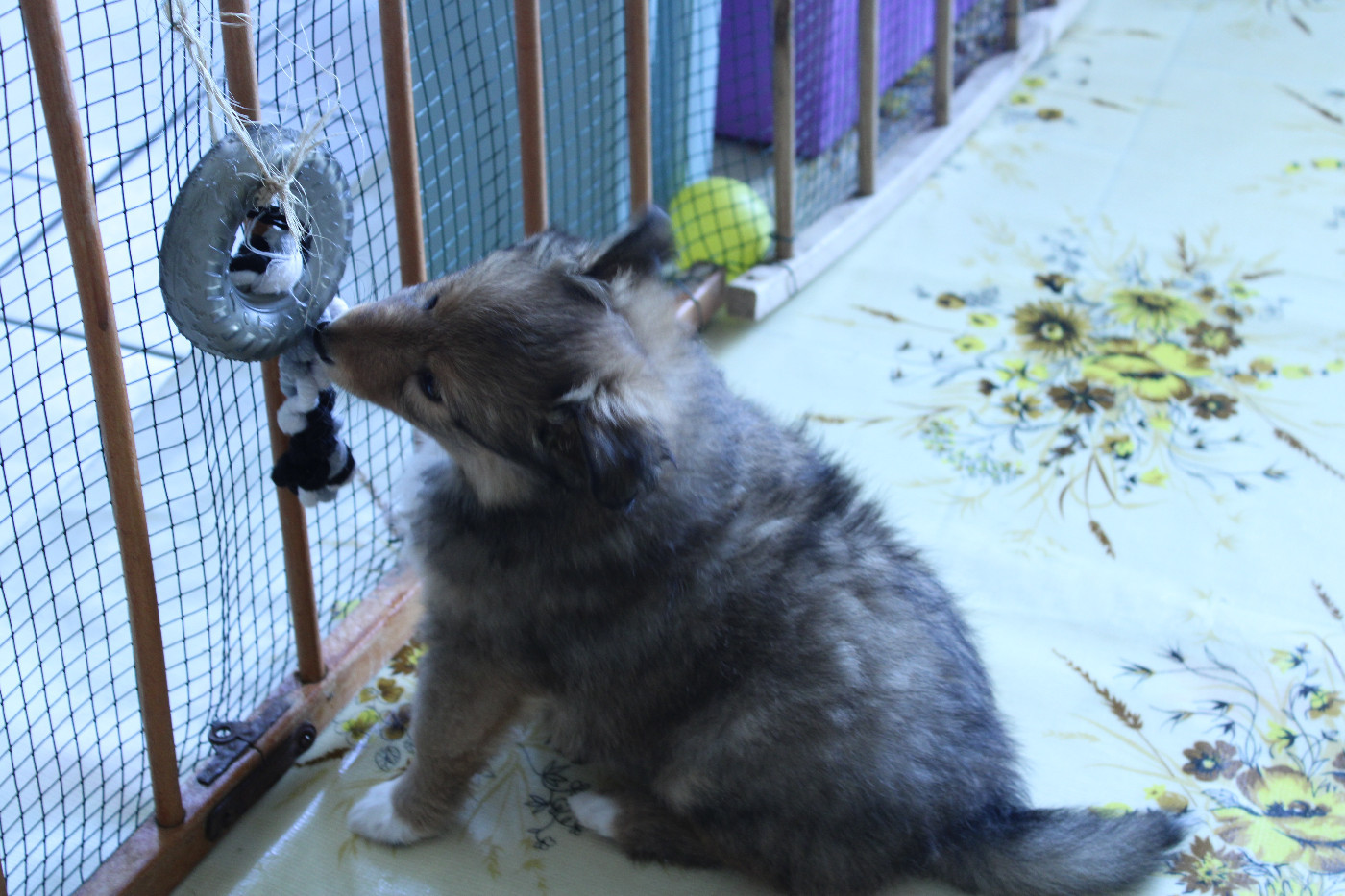 Shima Des Shelties De Gaia