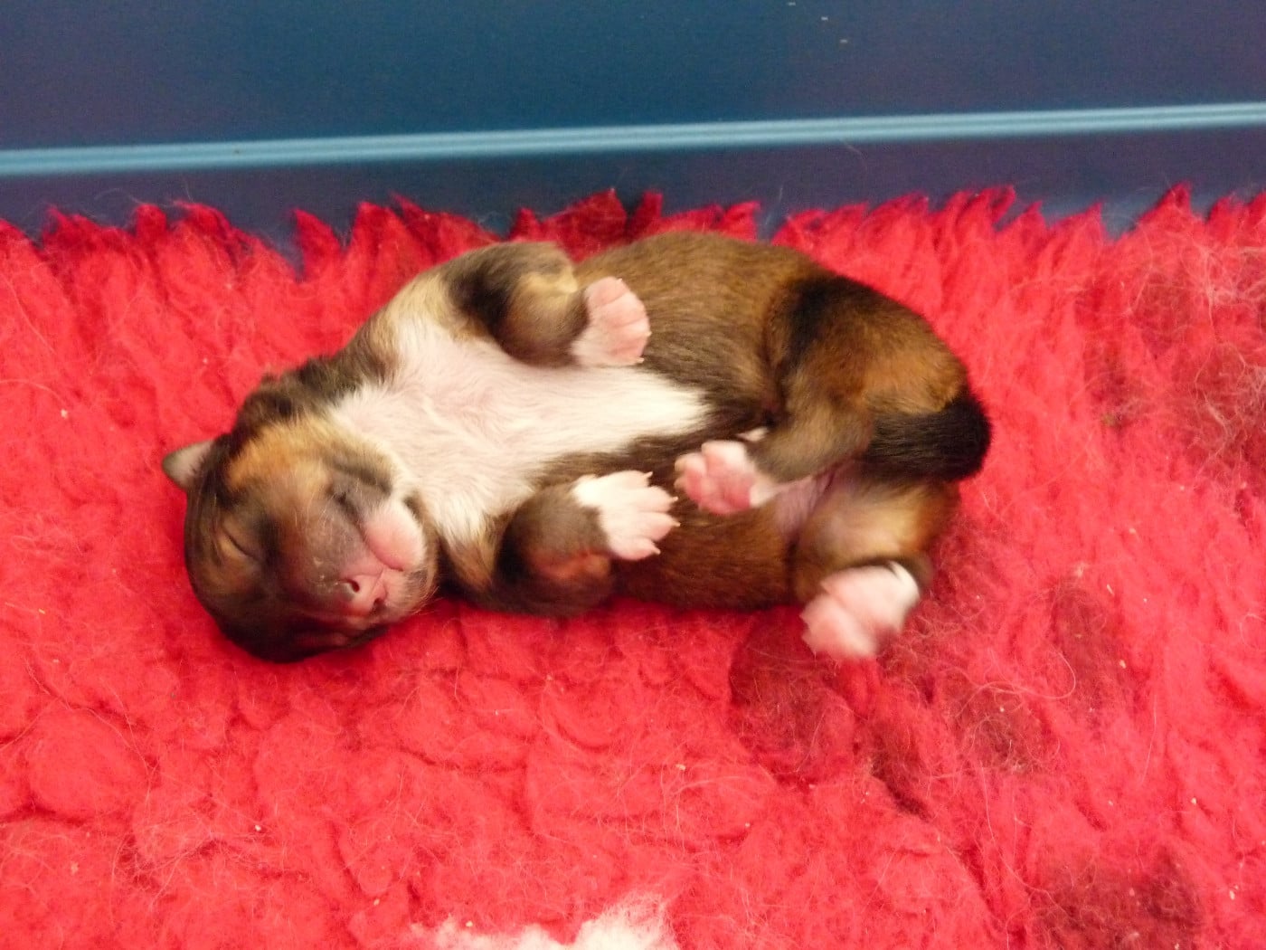 Shima Des Shelties De Gaia