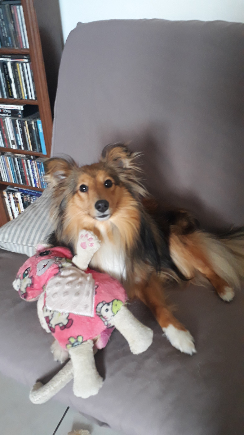 Shima Des Shelties De Gaia