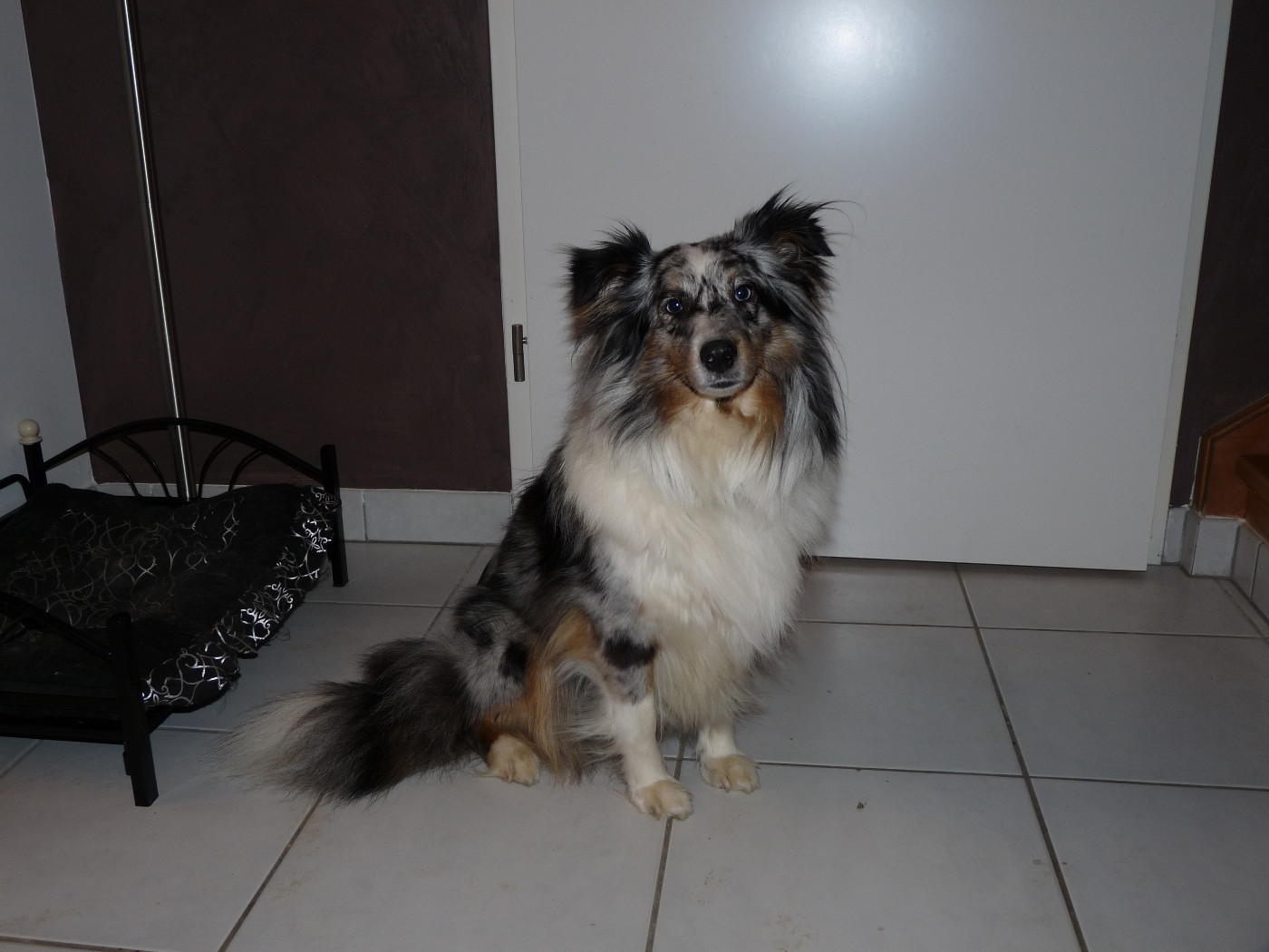 Haïlly bleue Des Shelties De Gaia