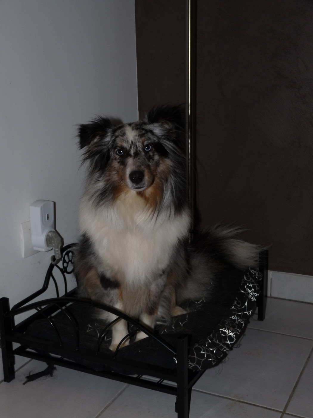 Haïlly bleue Des Shelties De Gaia