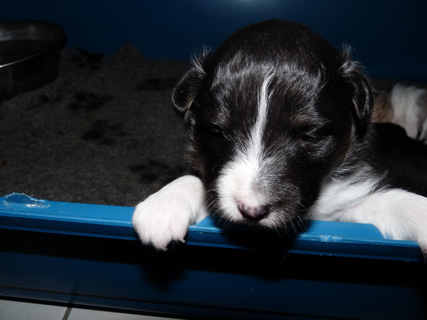 Hugo brun Des Shelties De Gaia