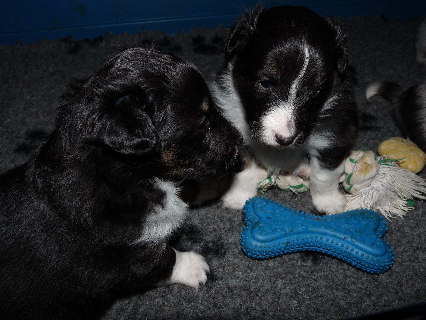 Hugo brun Des Shelties De Gaia