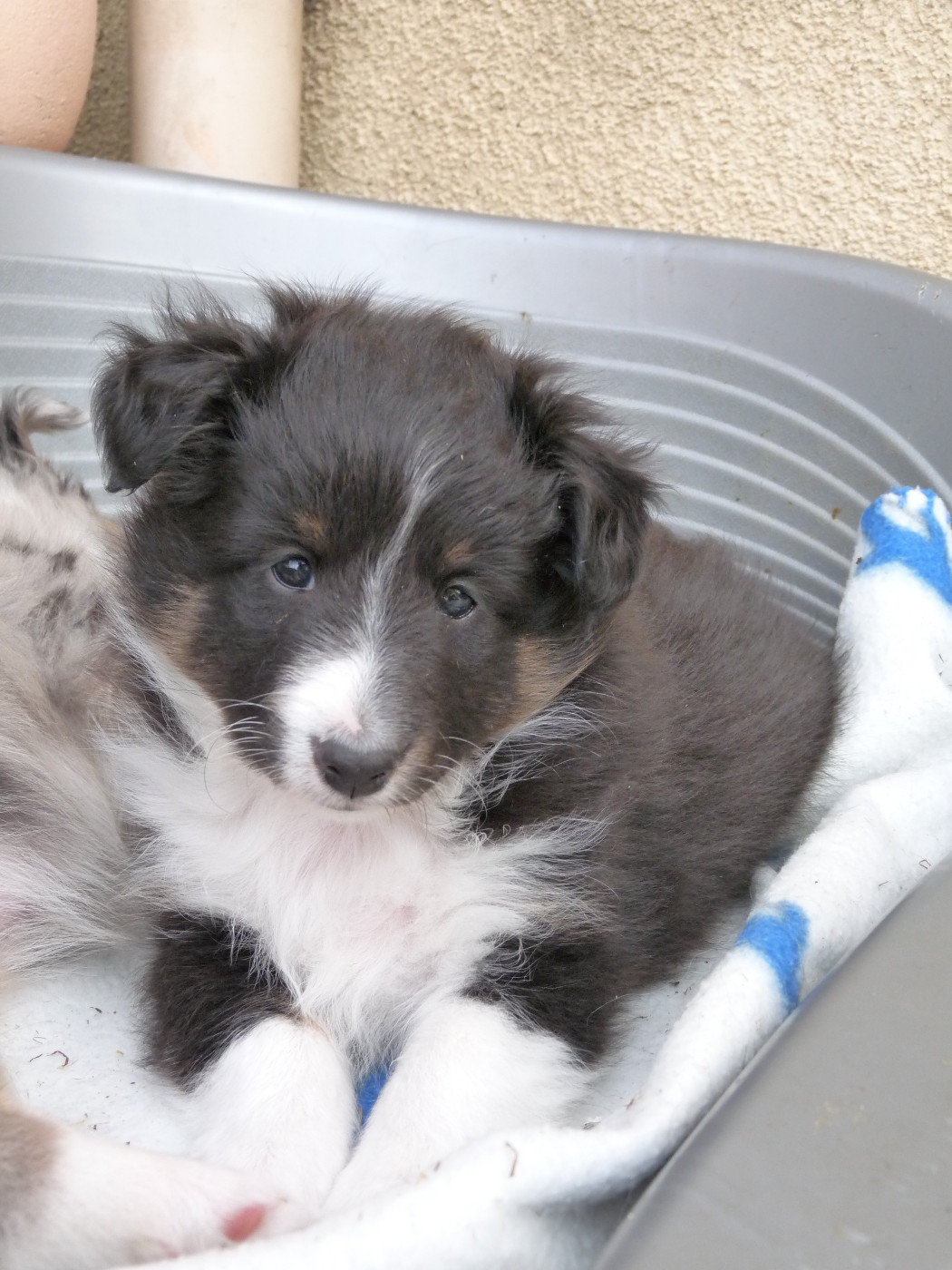 Hugo brun Des Shelties De Gaia