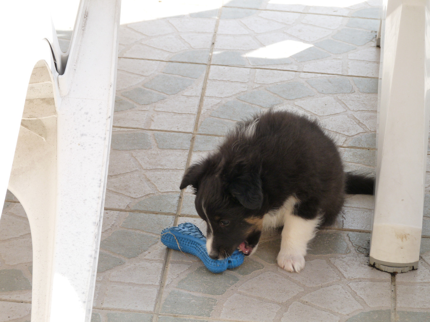 Hugo brun Des Shelties De Gaia