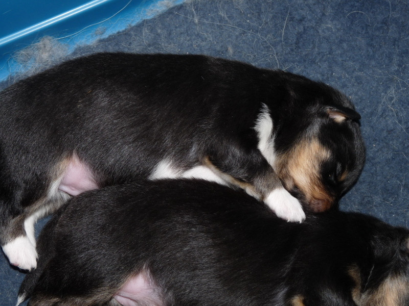 Jedai Des Shelties De Gaia