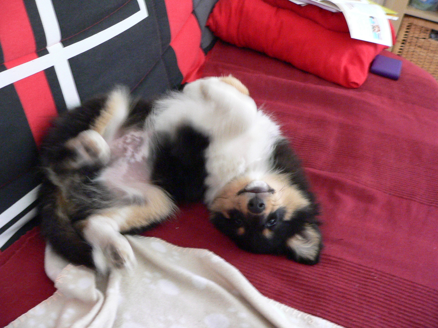 Jedai Des Shelties De Gaia