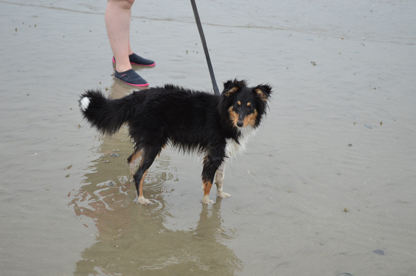 Jedai Des Shelties De Gaia
