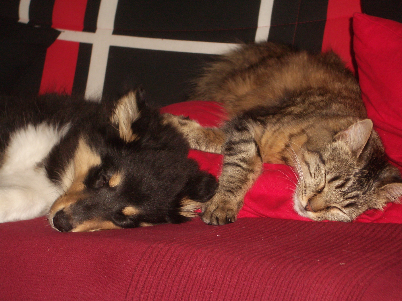 Jedai Des Shelties De Gaia