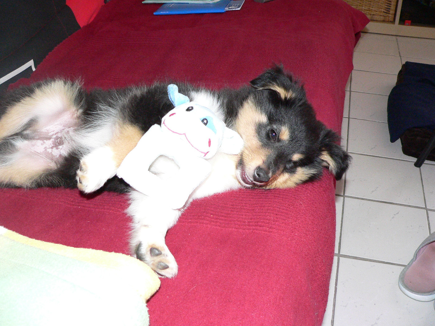 Jedai Des Shelties De Gaia