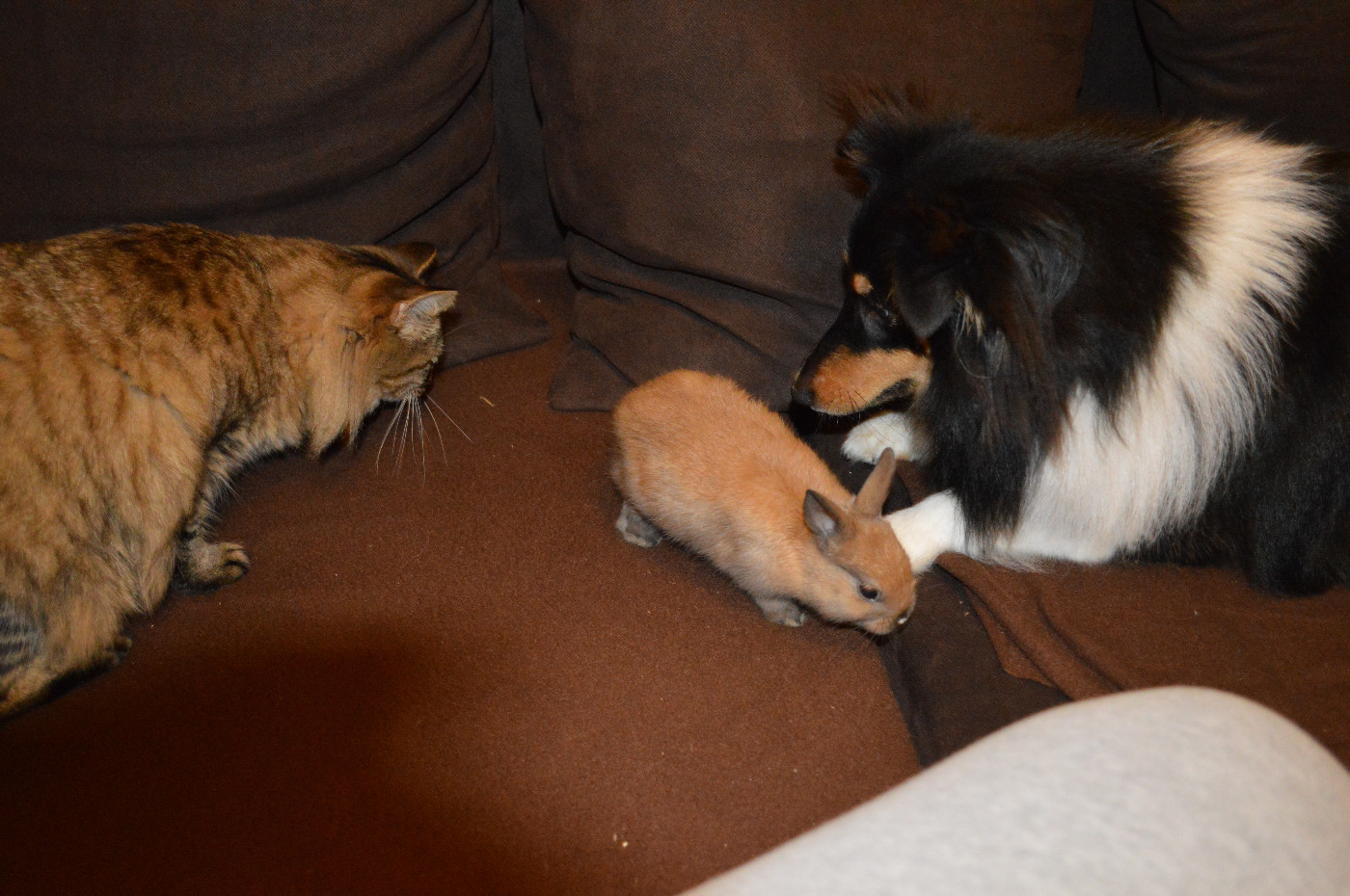 Jedai Des Shelties De Gaia