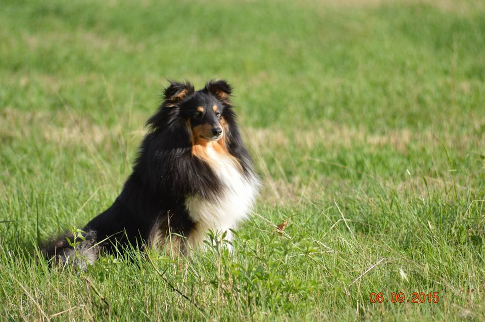 Jedai Des Shelties De Gaia