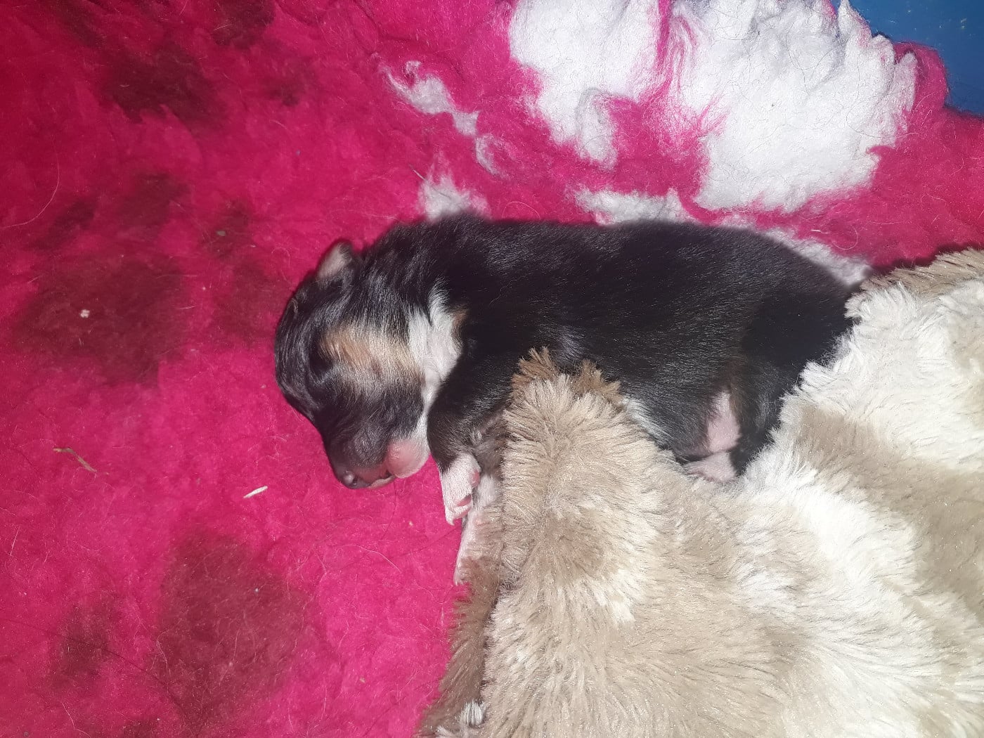 Rumpelstiltskin Des Shelties De Gaia