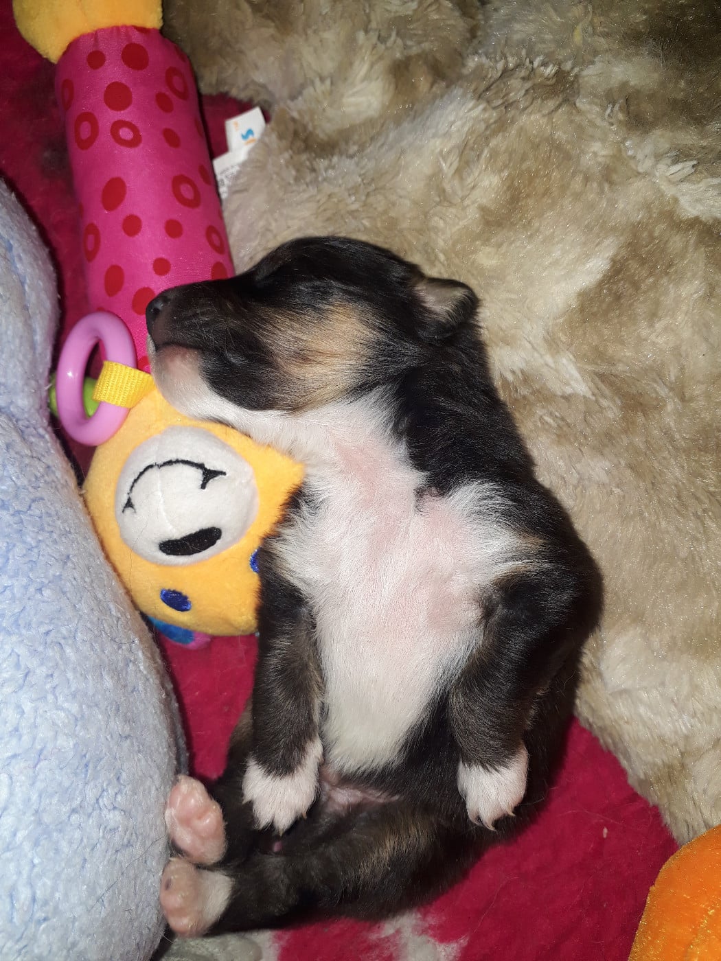 Rumpelstiltskin Des Shelties De Gaia