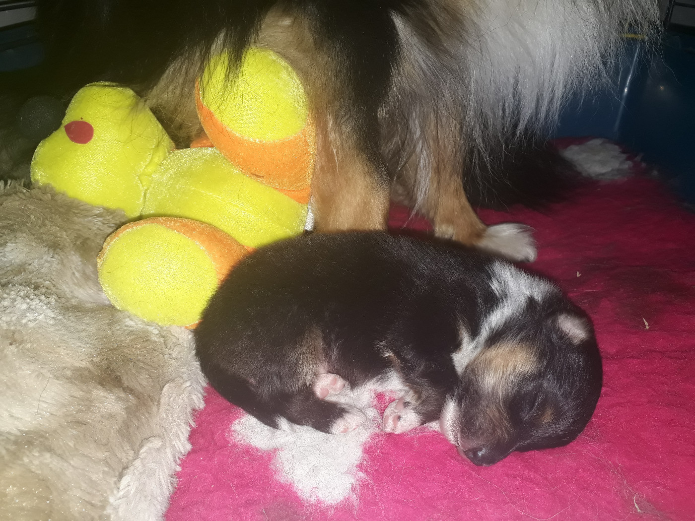 Rumpelstiltskin Des Shelties De Gaia