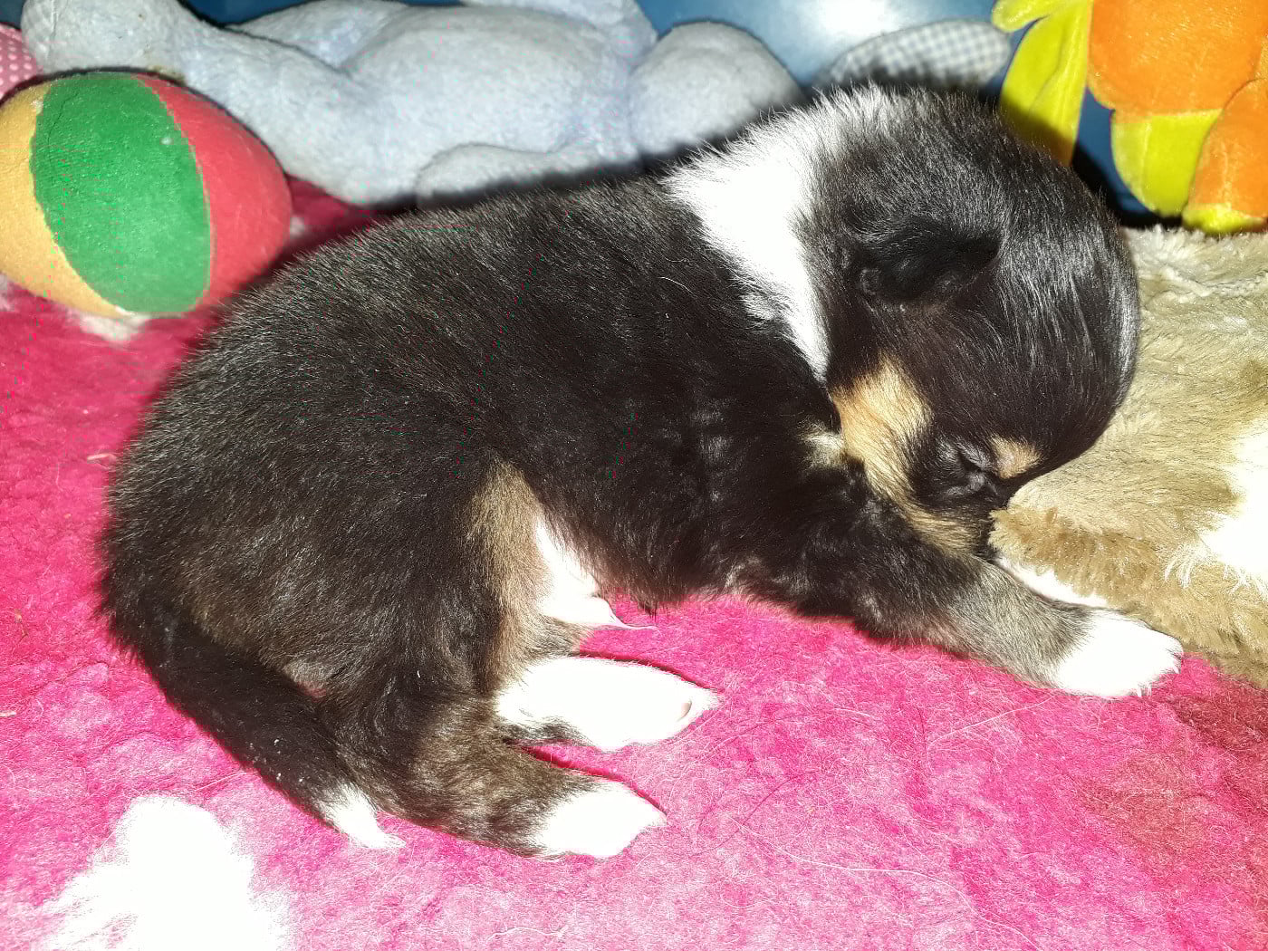 Rumpelstiltskin Des Shelties De Gaia