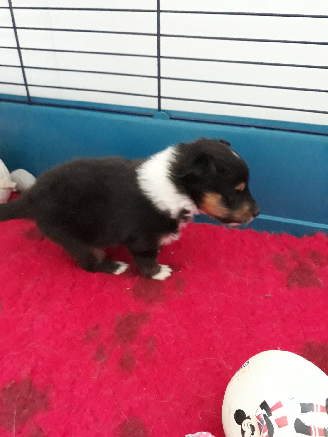 Rumpelstiltskin Des Shelties De Gaia