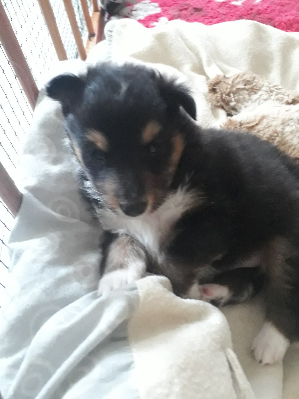 Rumpelstiltskin Des Shelties De Gaia