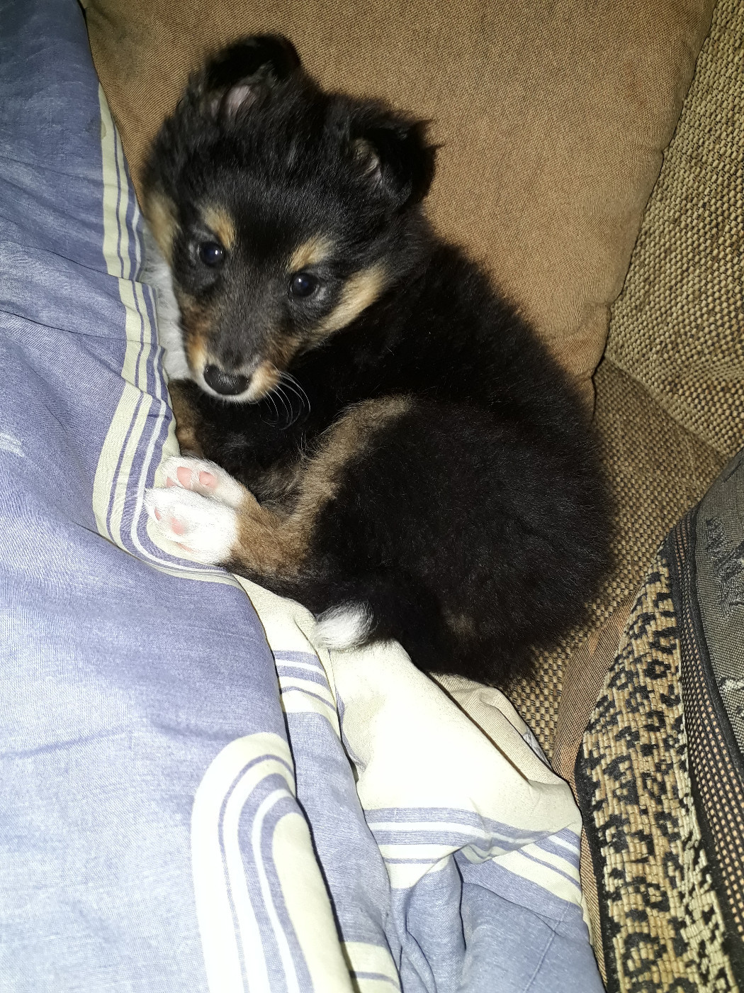 Rumpelstiltskin Des Shelties De Gaia