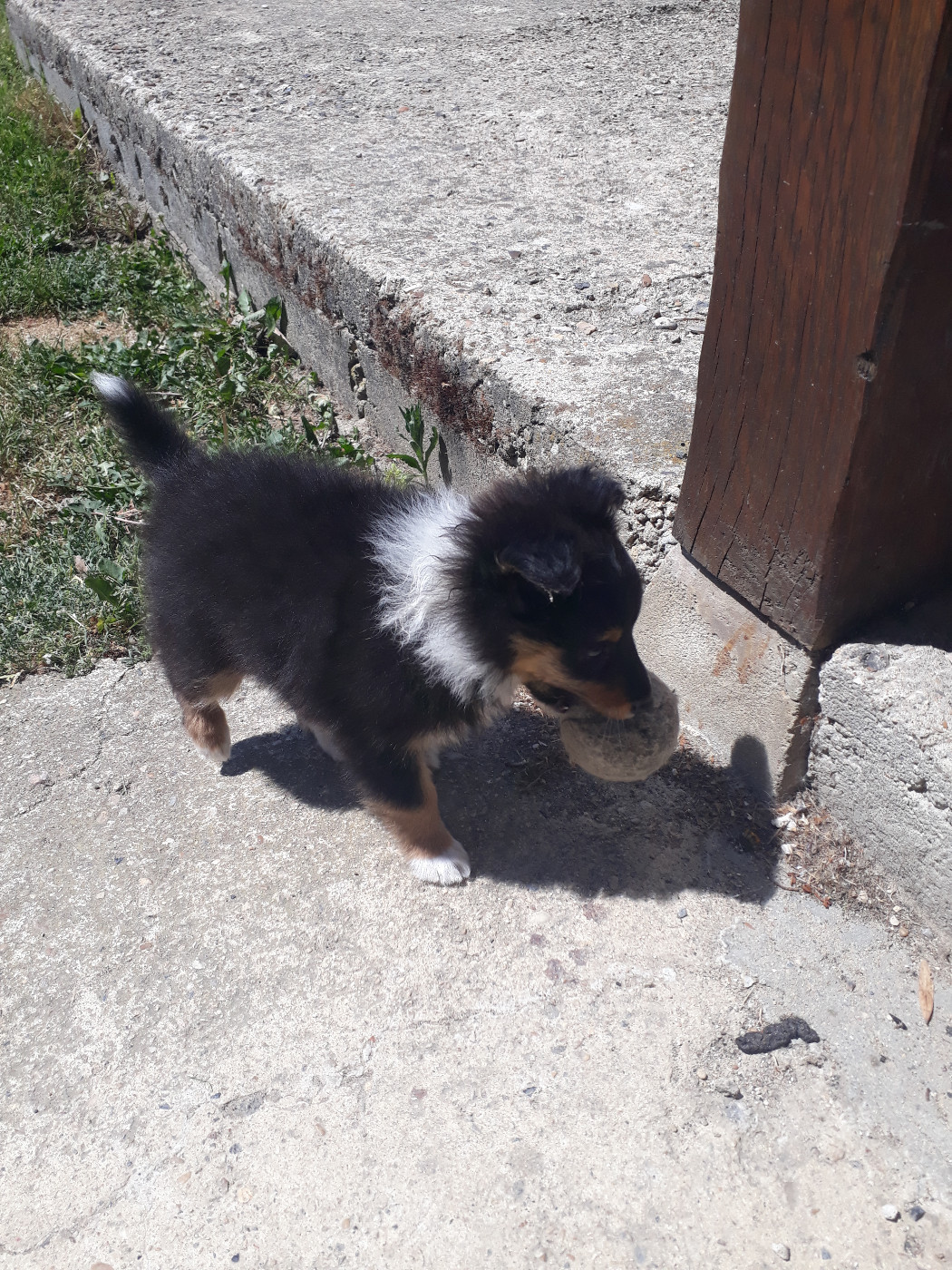 Rumpelstiltskin Des Shelties De Gaia