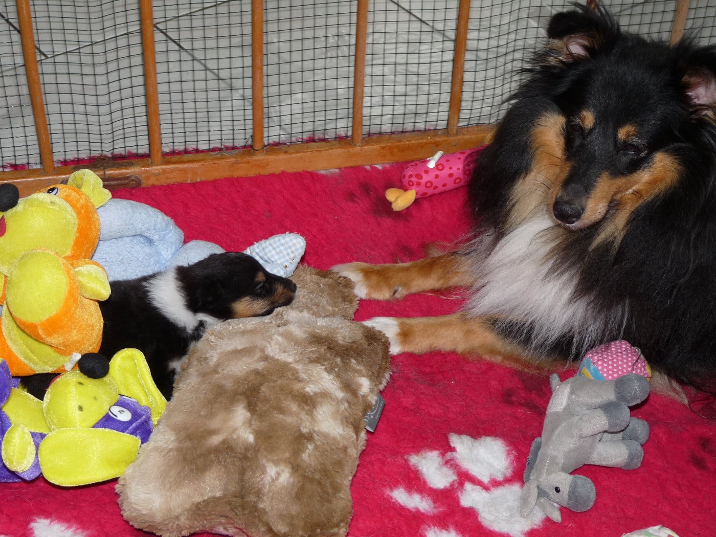 Rumpelstiltskin Des Shelties De Gaia