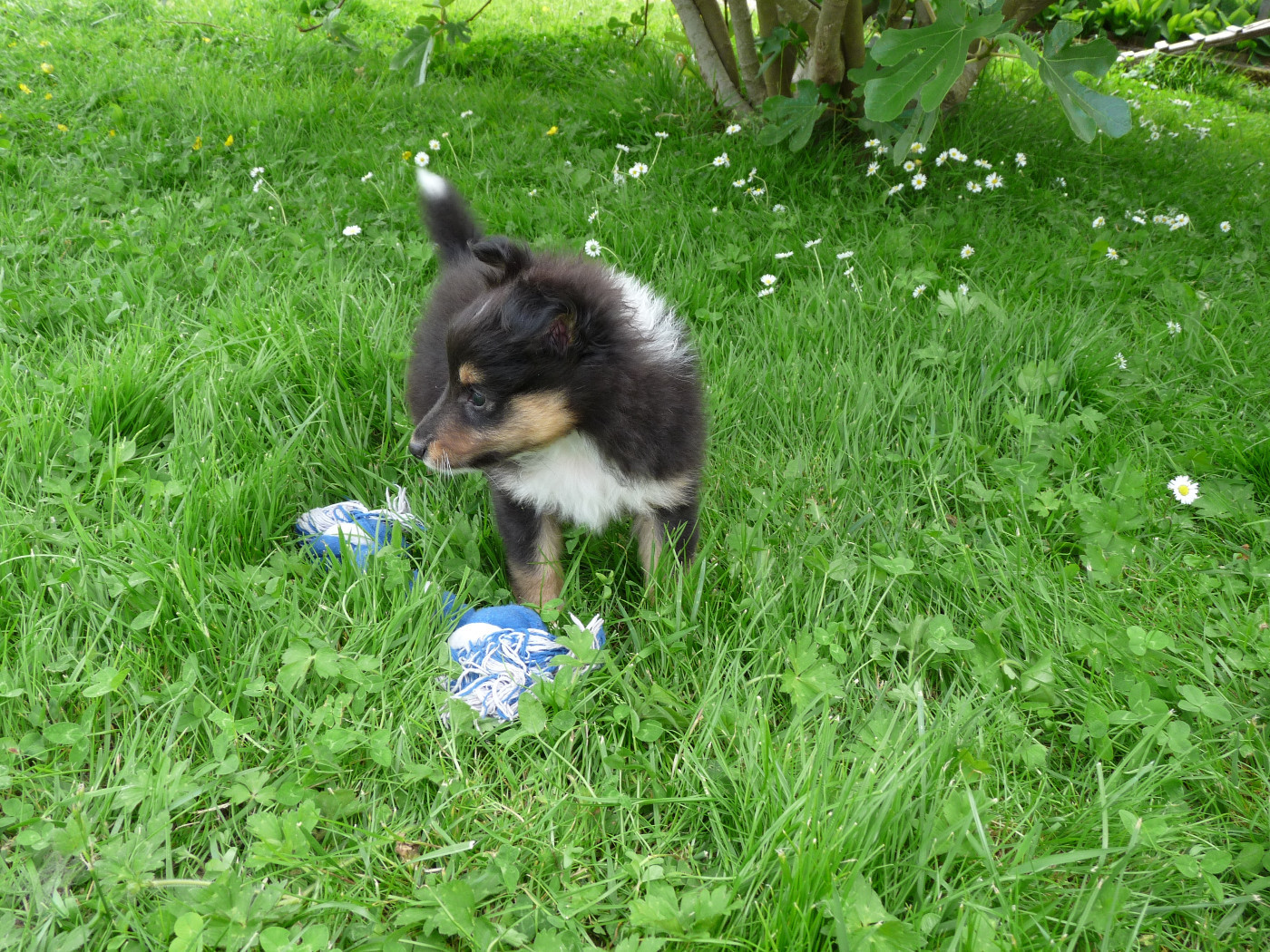 Rumpelstiltskin Des Shelties De Gaia