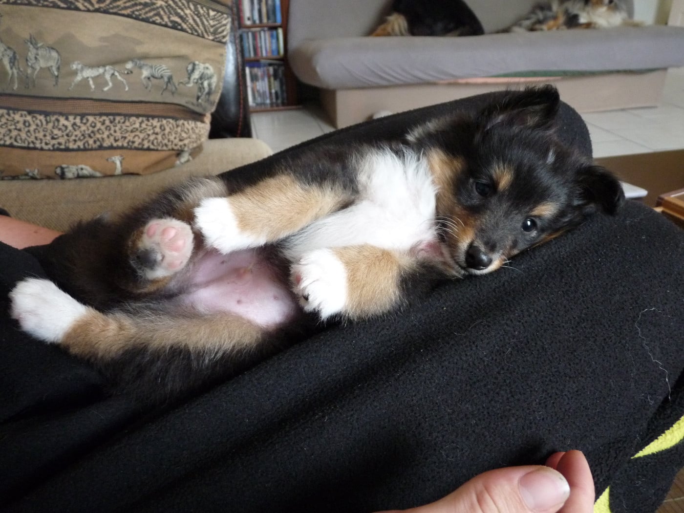 Rumpelstiltskin Des Shelties De Gaia