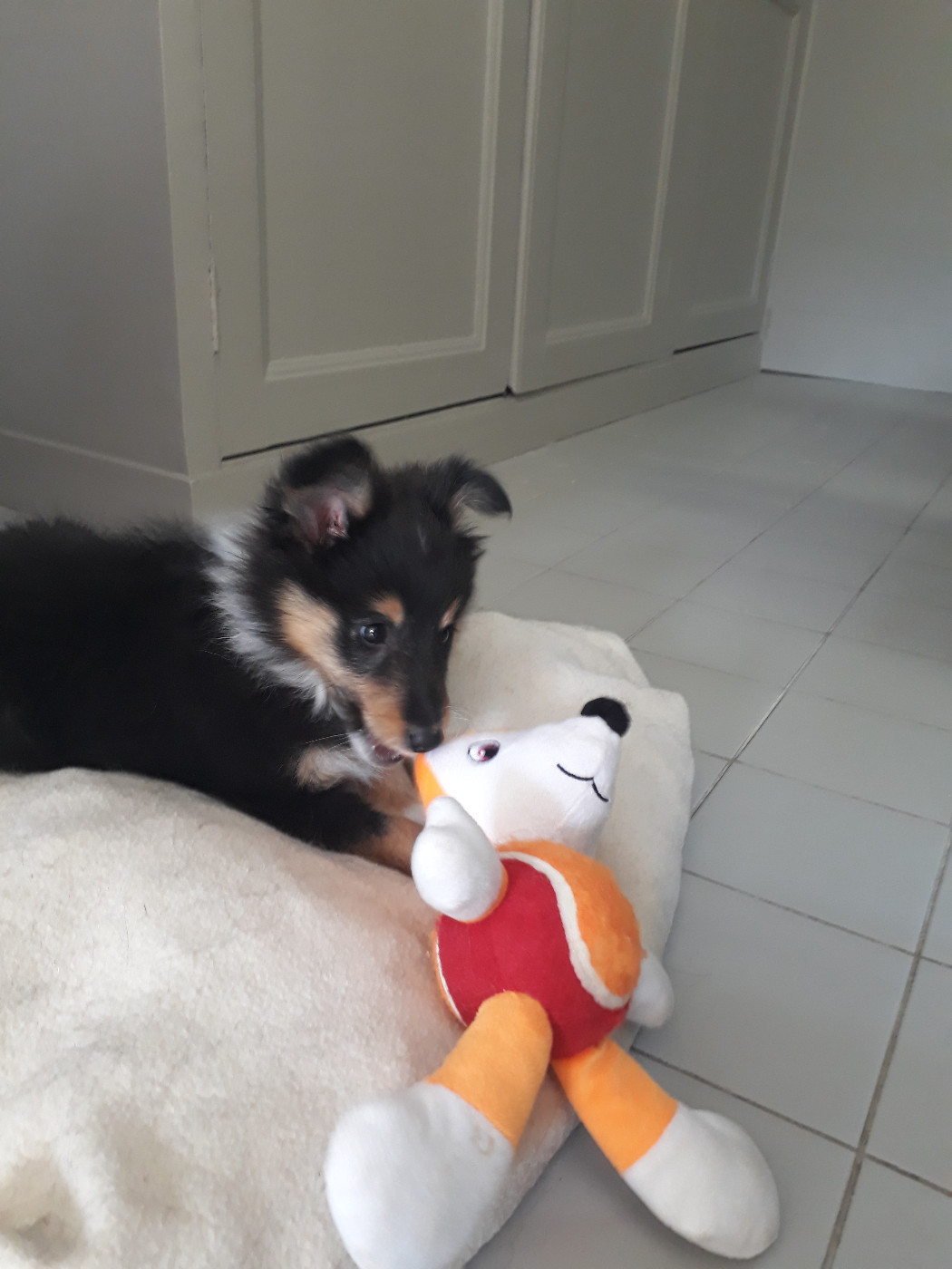 Rumpelstiltskin Des Shelties De Gaia