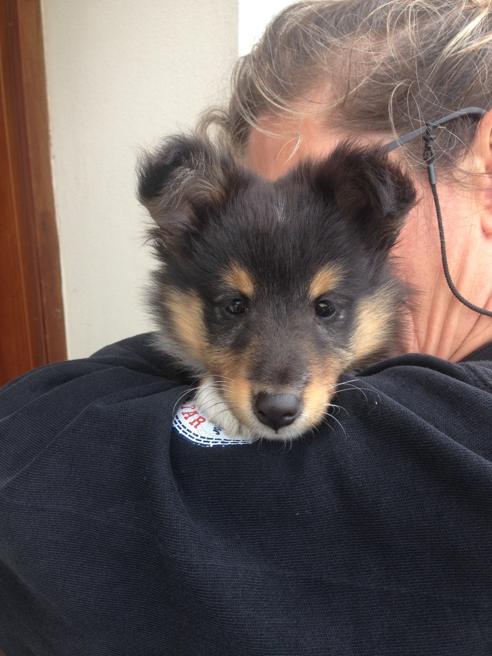 Rumpelstiltskin Des Shelties De Gaia