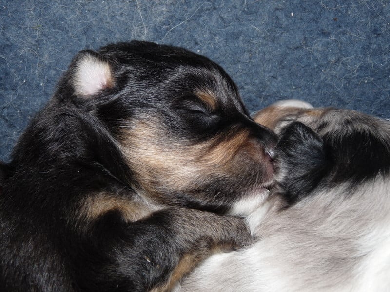 Publication : Des Shelties De Gaia