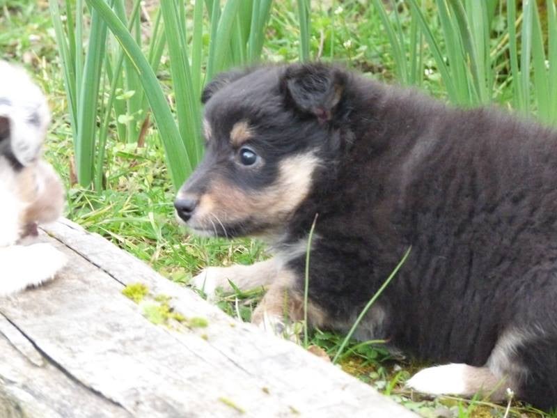 Publication : Des Shelties De Gaia