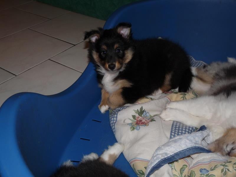 Publication : Des Shelties De Gaia