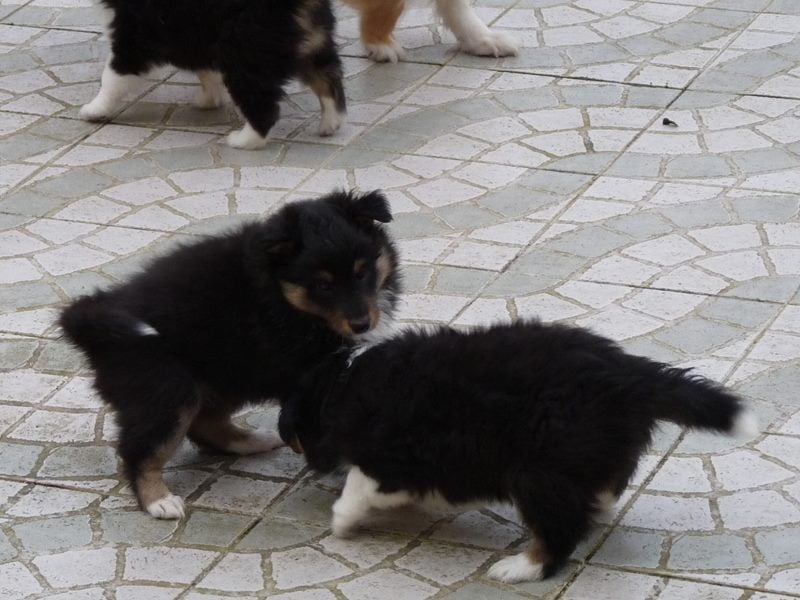 Publication : Des Shelties De Gaia