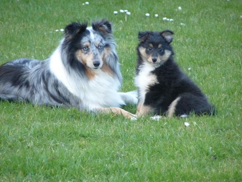 Publication : Des Shelties De Gaia