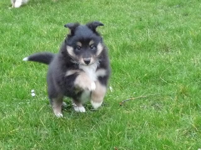 Publication : Des Shelties De Gaia